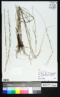 Aristida palustris image