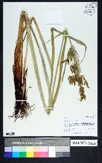 Cyperus alopecuroides image