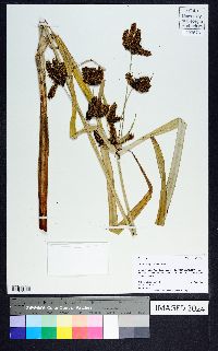 Cyperus alopecuroides image