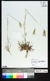 Bothriochloa pertusa image