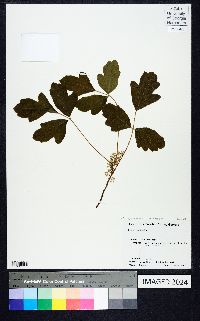 Toxicodendron pubescens image