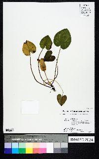 Hexastylis shuttleworthii image