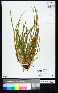 Carex abscondita image