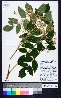 Aralia spinosa image