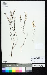 Dicerandra linearifolia var. linearifolia image