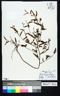 Chamaecrista fasciculata var. fasciculata image