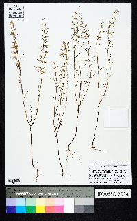 Dicerandra linearifolia var. linearifolia image