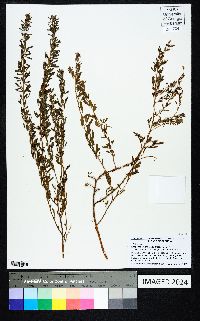 Lespedeza cuneata image