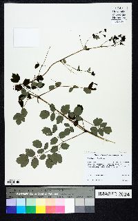 Thalictrum pubescens image