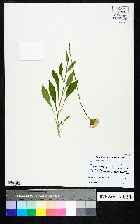 Marshallia obovata image