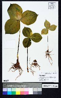 Trillium discolor image