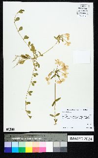 Phlox stolonifera image