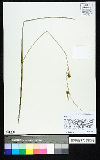 Carex turgescens image