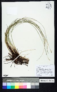 Carex exilis image