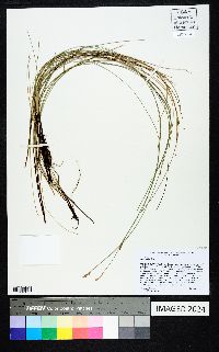 Carex exilis image