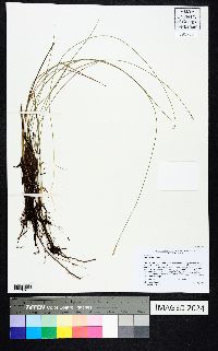 Carex exilis image