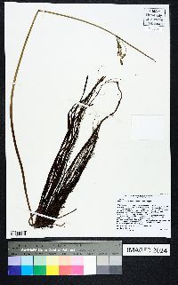 Schoenoplectus etuberculatus image