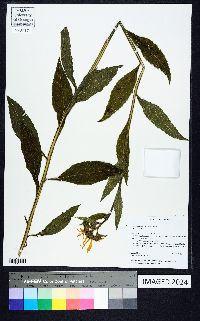 Verbesina helianthoides image