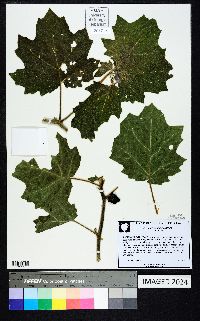 Solanum mammosum image