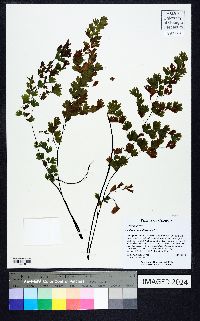 Adiantum capillus-veneris image