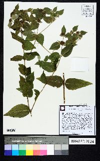 Pycnanthemum muticum image