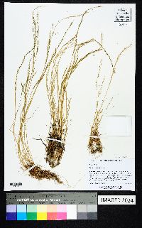 Festuca sciurea image