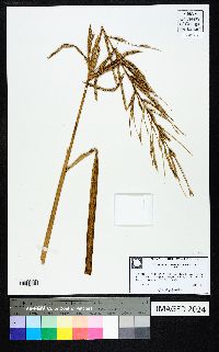 Spartina cynosuroides image