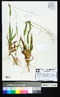 Dichanthelium laxiflorum image