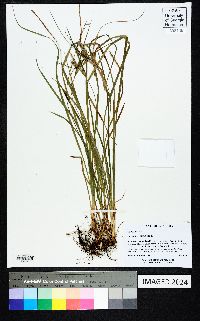 Carex dasycarpa image