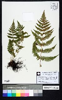 Dryopteris erythrosora image