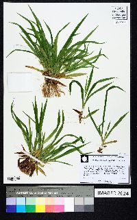Dichanthelium laxiflorum image