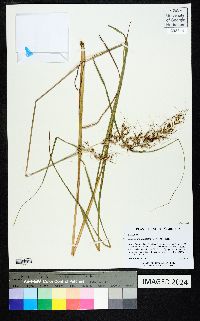 Sorghastrum elliottii image