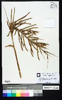 Spartina cynosuroides image