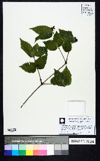 Rhodotypos scandens image