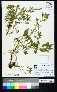 Amaranthus spinosus image