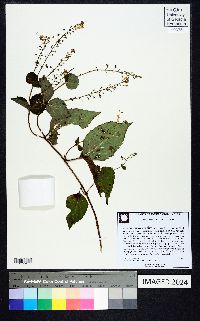 Collinsonia tuberosa image