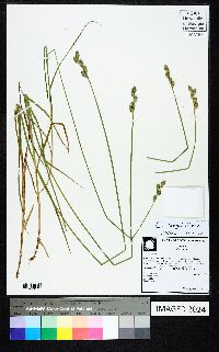 Carex longii image