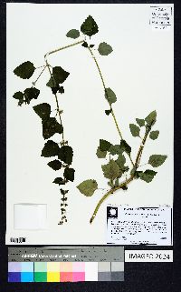 Hyptis mutabilis image