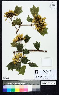 Acer cappadocicum image