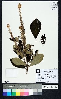 Clethra tomentosa image