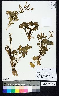 Ranunculus sceleratus image