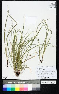 Carex basiantha image