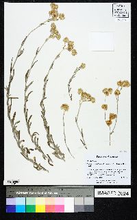 Pseudognaphalium luteoalbum image