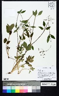 Zizia trifoliata image