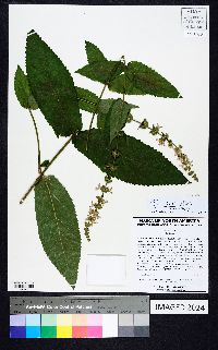 Stachys iltisii image