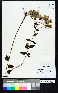 Eupatorium rotundifolium var. scabridum image