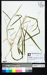 Urochloa piligera image