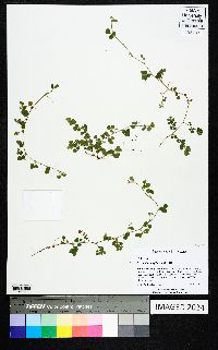 Desmodium triflorum image