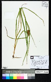 Carex typhina image