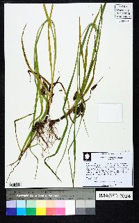 Carex aureolensis image